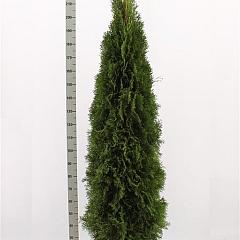 Thuja occ. 'Smaragd'