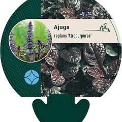 Ajuga reptans 'Atropurpurea'