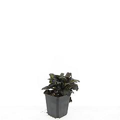 Ajuga reptans 'Atropurpurea'