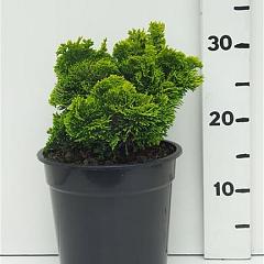 Chamaecyparis o. 'Nana Aurea'