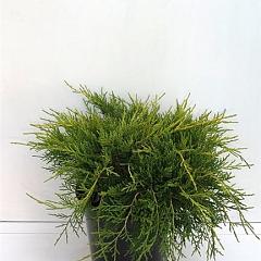 Juniperus pf. 'Gold Coast'