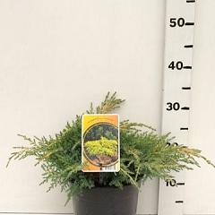 Juniperus pf. 'Gold Star'