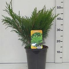 Juniperus sabina