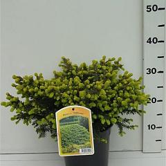 Picea abies 'Nidiformis'