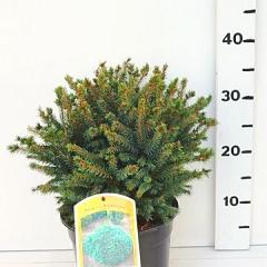 Picea glauca 'Echiniformis'