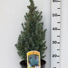 Picea glauca 'Sander's Blue'