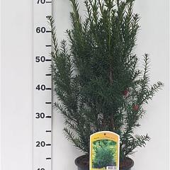 Taxus cuspidata nana