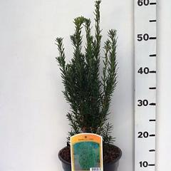 Taxus media 'Hillii'