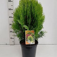 Thuja or. 'Aurea Nana'