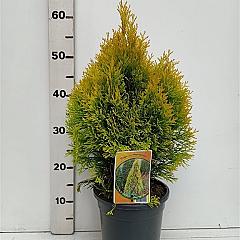 Thuja occ. 'Philips Magic Moment'