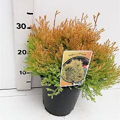 Thuja occ. 'Rheingold'
