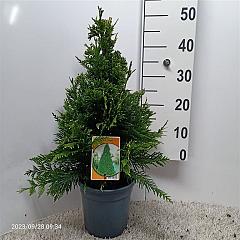 Thuja pl. 'Can-Can'
