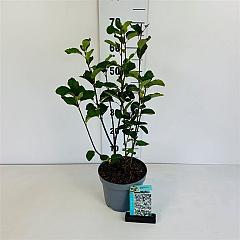 Amelanchier spicata