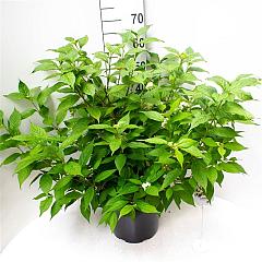 Callicarpa jap. 'Leucocarpa'