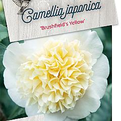 Camellia j. 'Brushfield's Yellow'