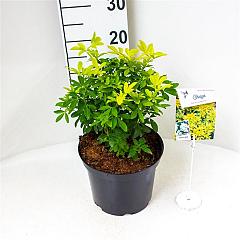 Choisya ternata 'Sundance'