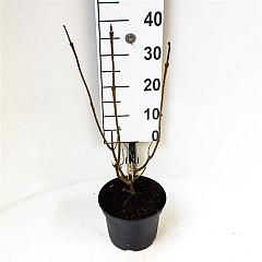 Clerodendrum bungei