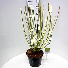 Cornus sericea 'Flaviramea'