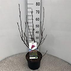 Magnolia 'Susan'