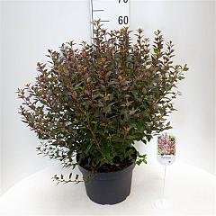 Physocarpus opulif. 'Little Joker'
