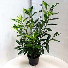 Prunus l. 'Caucasica'