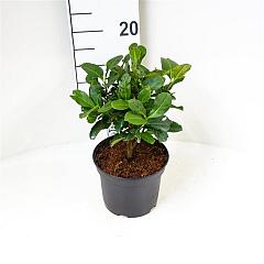 Prunus l. 'Etna'