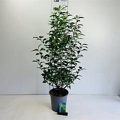 Prunus l. 'Genolia'(R)