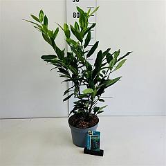 Prunus l. 'Herbergii'