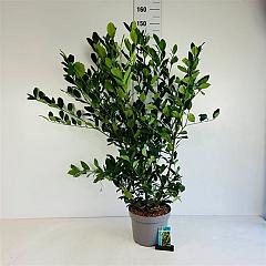 Prunus l. 'Mano'
