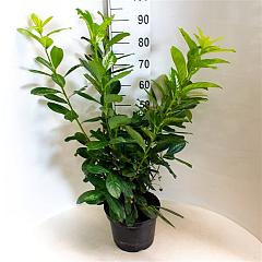 Prunus l. 'Novita'