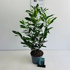 Prunus l. 'Reynvaanii'
