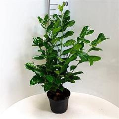 Prunus l. 'Rotundifolia'