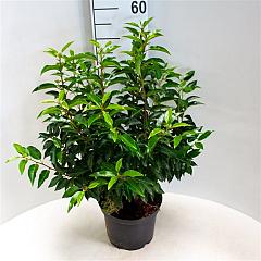 Prunus lusitanica 'Angustifolia'