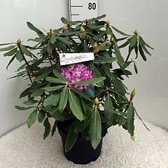 Rhododendron pont. 'Roseum'