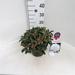 Rhododendron (Y) 'Schneekissen'
