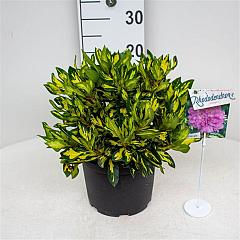 Rhododendron 'Blattgold'