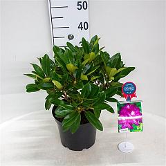 Rhododendron 'Blue Print'