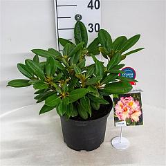 Rhododendron 'Bohlken's Kronjuwel'