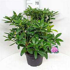 Rhododendron 'Delta'