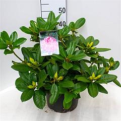 Rhododendron 'Germania'