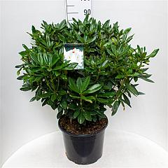 Rhododendron 'Madame Masson'