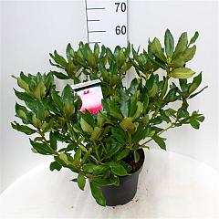 Rhododendron 'Nova Zembla'