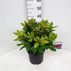 Rhododendron 'Rocket'