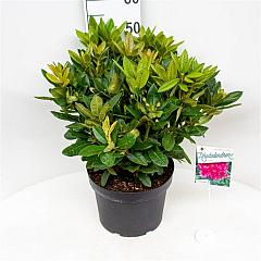 Rhododendron 'Rocket'