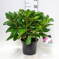 Rhododendron 'Scintillation'