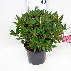 Rhododendron 'Winsome'