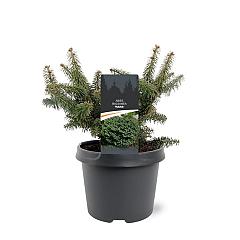 Abies balsamea 'Nana'