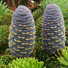 Abies koreana