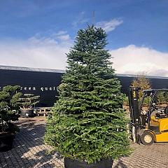 Abies nordmanniana