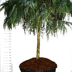 Cedrus deod. 'Feelin' Blue'